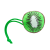 KIWI_ROLY